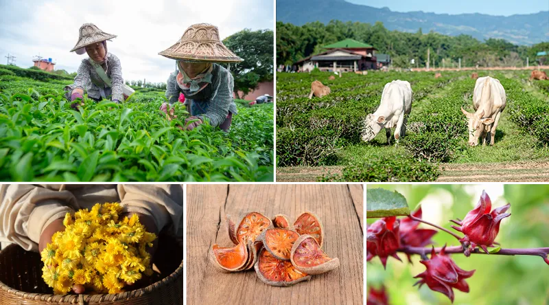 情熱と誠実のオーガニックティーブランド